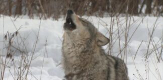 Через 40 років після Чорнобиля вовки можуть адаптуватися до життя з радіацією