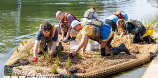 Плавучі водно-болотні угіддя: нові горизонти відновлення прибережних екосистем