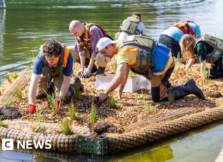 Плавучі водно-болотні угіддя: нові горизонти відновлення прибережних екосистем