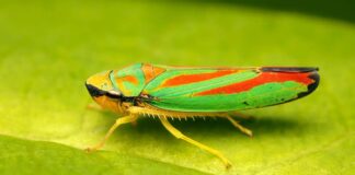 Технології маскування природи: як цикадки надихають нові інновації в оптиці