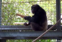 Гра на барабанах шимпанзе розкриває ключі до походження людської музики