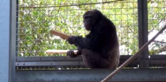 Гра на барабанах шимпанзе розкриває ключі до походження людської музики