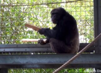 Гра на барабанах шимпанзе розкриває ключі до походження людської музики