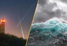 Щотижневий науковий дайджест: від колапсу океану до штучних нейронів