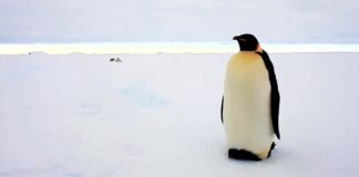 Кліматична криза в Антарктиці: імператорські пінгвіни визнані видом, що зникає.