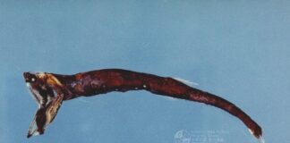 Морські риби в глибинах океану мають крихітні світлові призми.