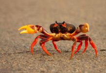 The Sideways Shuffle: How One Evolutionary Leap Made Crabs the Ocean’s Success Story