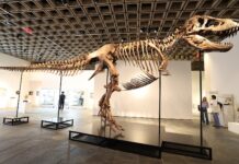 50 milionů $ Tyrannosaurus: Science Loss