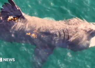 Los tiburones peregrinos han vuelto. ¿Y ahora qué?