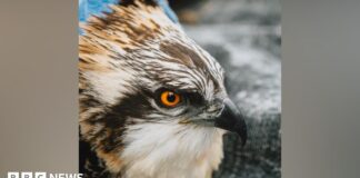 Рекорд у Камбрії: п’ять пташенят озерних орлів у Фолшоу-Мосс