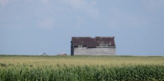 Рослини пітніють? Так. Кукурудза потіє.