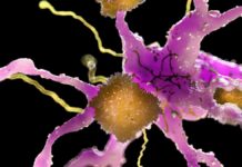 Droga antiga, novo truque: KCL-286 reduz sinais de Alzheimer em ratos