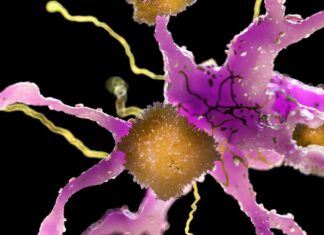 Stary lek, nowa sztuczka: KCL-286 zmniejsza objawy choroby Alzheimera u myszy