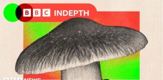 Галюциногени: ліки для зламаного мозку чи небезпечна ілюзія?