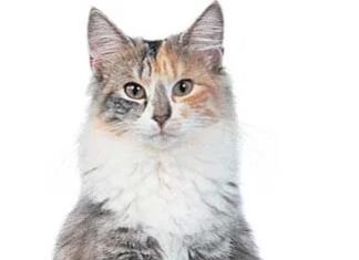 Чому норвезька лісова кішка створена для виживання