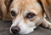 Як впоратися з тривогою розлуки у собак: практичні рішення для більш щасливого життя вихованця
